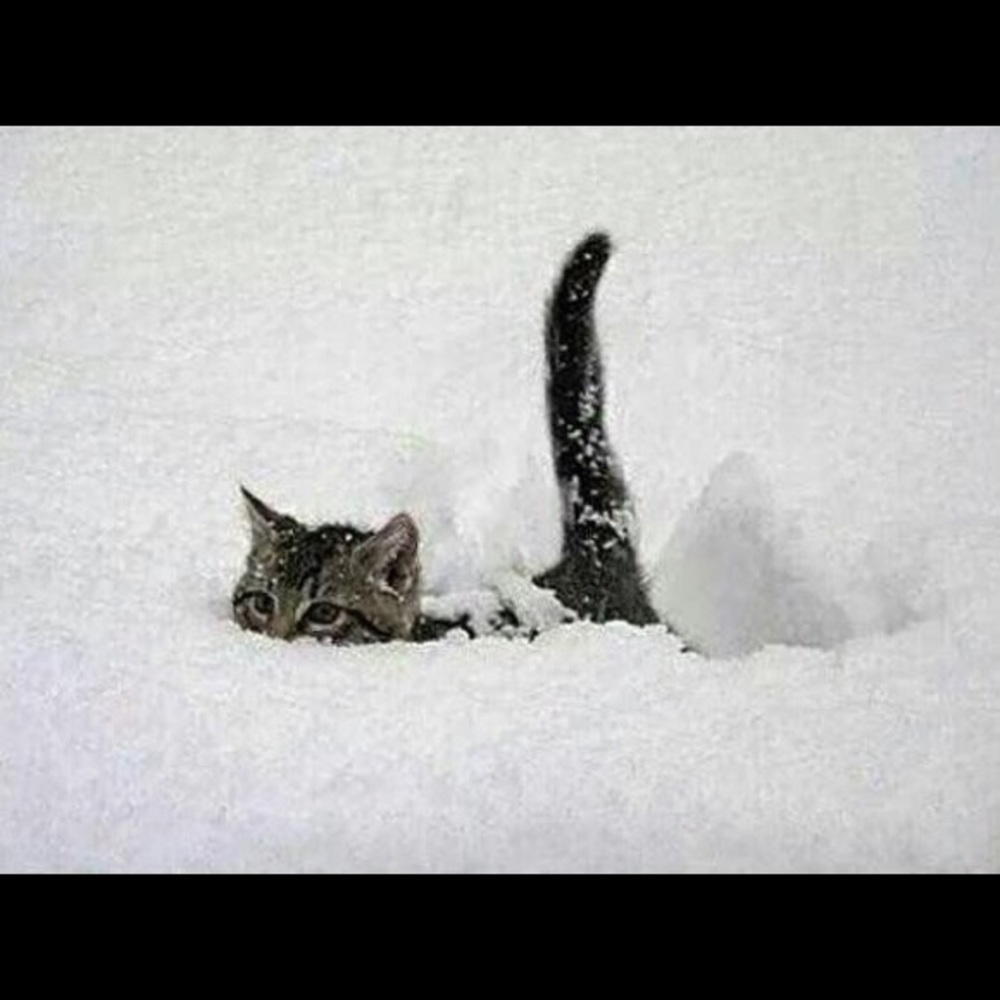 Meet your Posher, Kristin